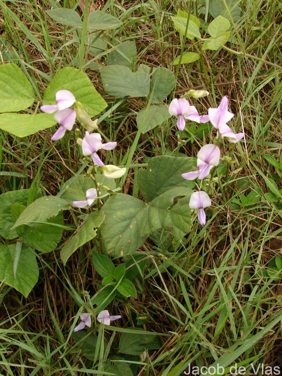 Neustanthus phaseoloides (Roxb.) Benth.